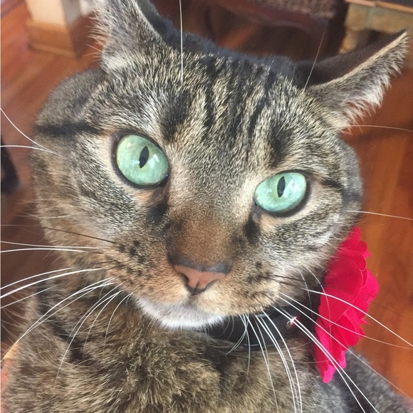 Meet your Posher, Tricia - Picture 3 of 10